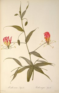 Methonica Superba、 `Les Liliacees &39;から、1809 作： Pierre Joseph Redouté